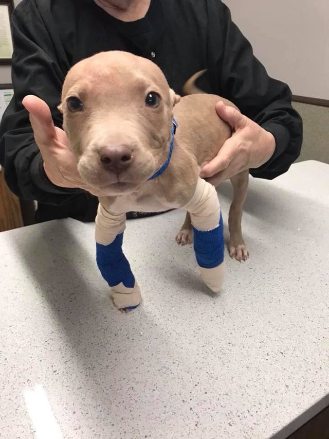 Illustration de l'article : Attaqué par un congénère, ce chiot pitbull sous-nourri et malade a droit à un nouveau départ